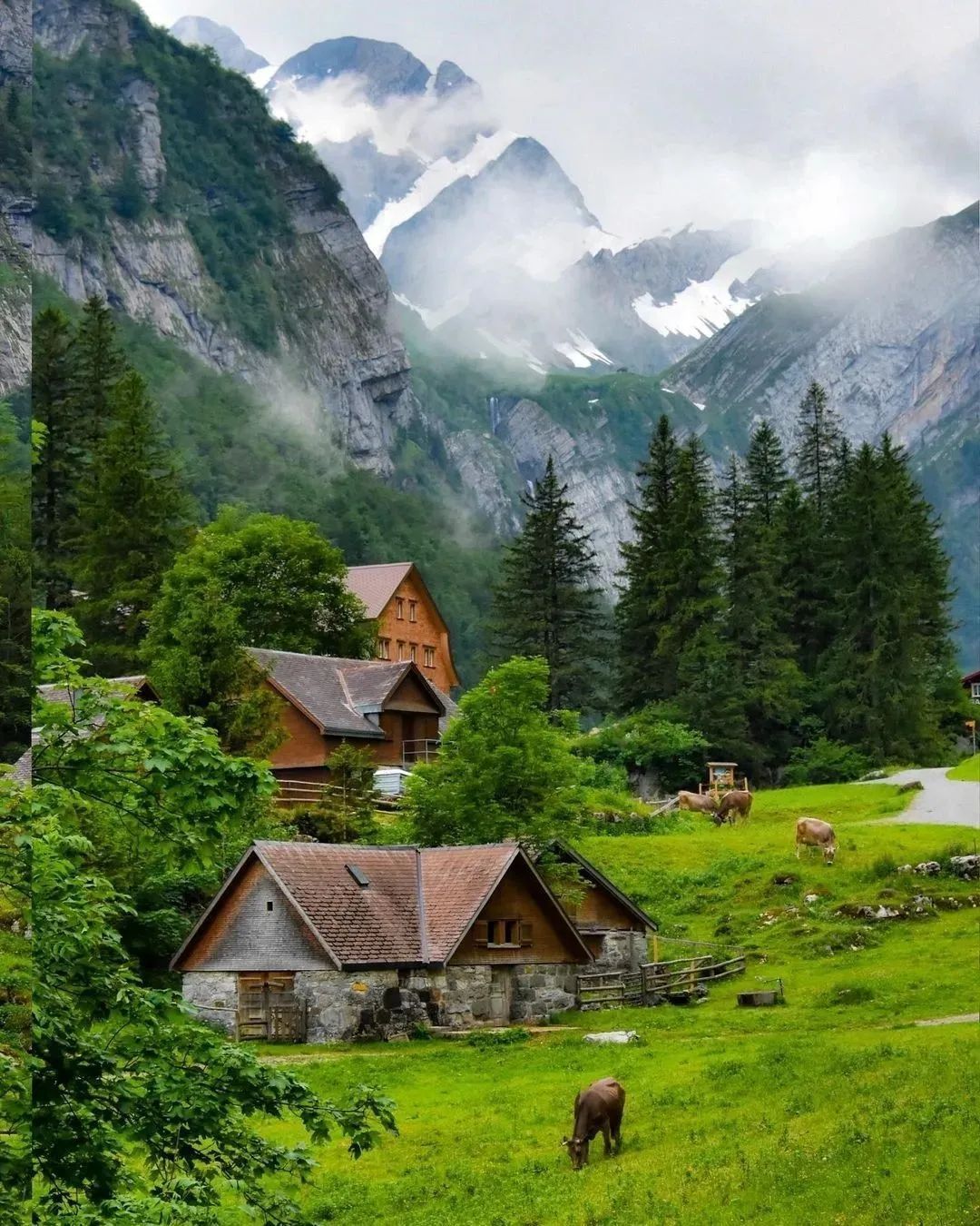 Природа Альпийские горы. Пасутся коровки на Альпийских лугах, в Альпийской деревне.