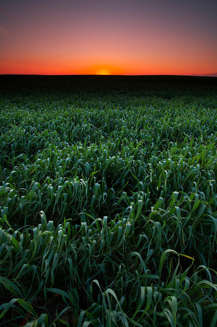 Природа Летний закат, на фоне зеленеющего поля, скорей всего озимая, а вот пшеница или ячмень, я к сожалению, не силен 