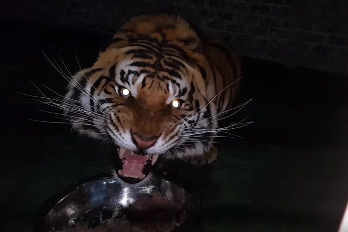 Животные Тигр пьет воду. Тигр на ночном водопое. Красиво, величественно, но жутковато.