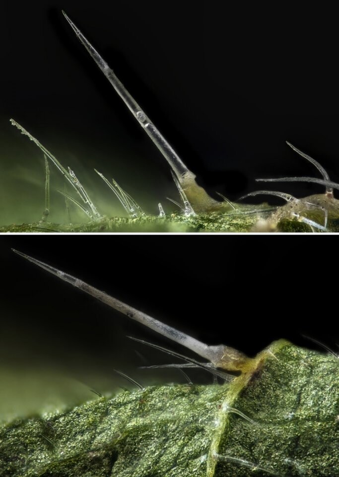 Природа Макросъёмка крапивы
Почему жжется крапива? Ее стебель и листья покрыты тонкими, едва заметными глазу очень острыми ворсинками, которые легко прокалывают кожную оболочку и, надламываясь, остаются в ней. В ворсинках содержится сок, в составе которого муравьиная кислота, гистамин и витамин B4. Когда ворсинки попадают в кожу, сок вытекает под кожу и вызывает жжение на проколотом участке. Ужасное зрелище. Теперь я еще больше боюсь крапивы.