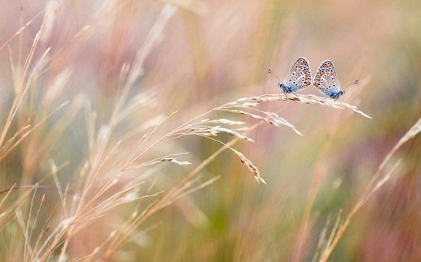 Мудрые советы Секрет не в том, чтобы гоняться за бабочками... Ухаживай за своим садом — и они сами к тебе прилетят...