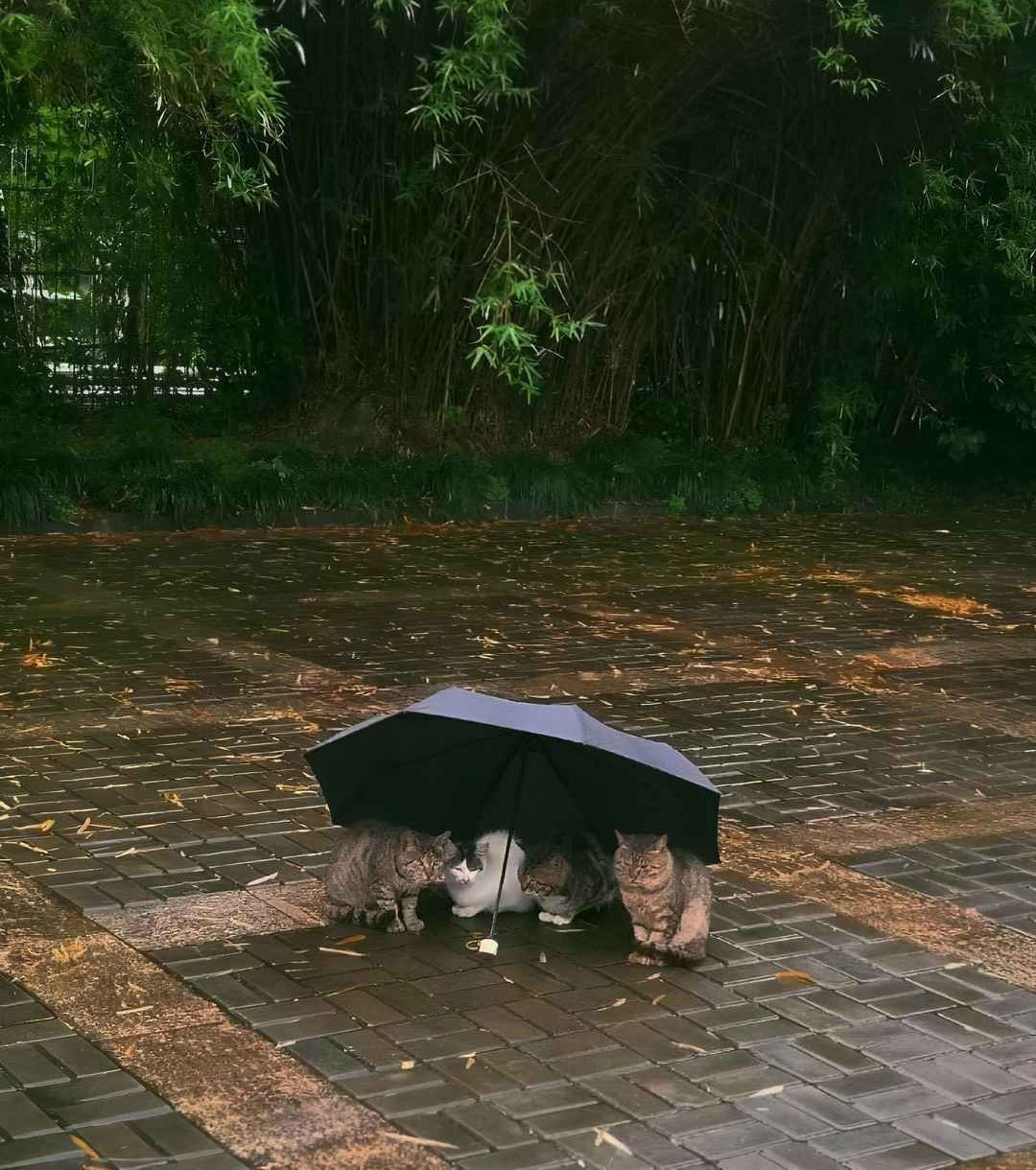 Животные Зонтик и для котов зонтик, защита от дождя