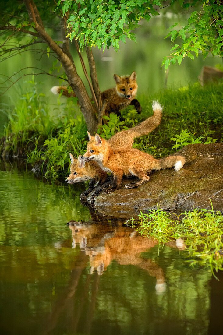Животные Лисята на водопое, а мама лиса охраняет. Что бы лисята могли спокойно попить. Хорошо с мамой, спокойно