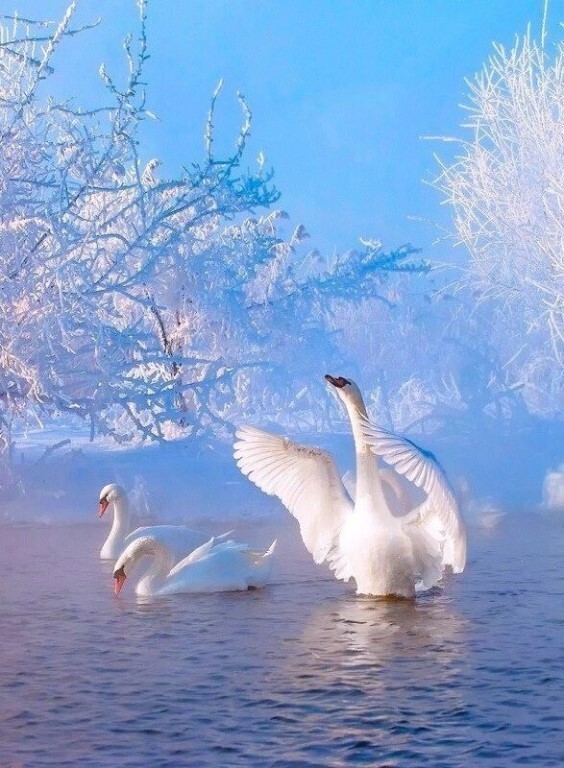 Животные Алтайские шедевры! Белые лебеди на зимнем пруду